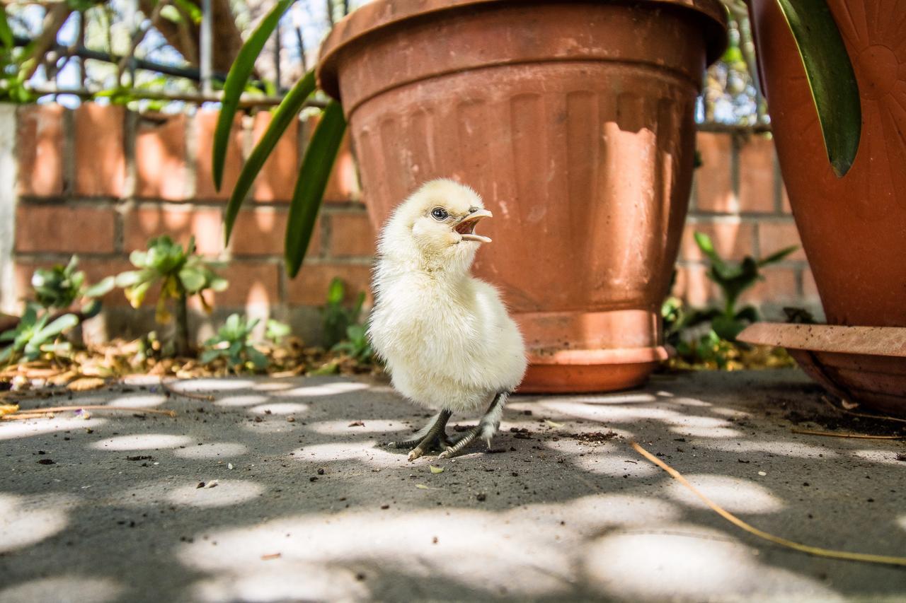 Il Gallo Con Gli Stivali Термоли Экстерьер фото