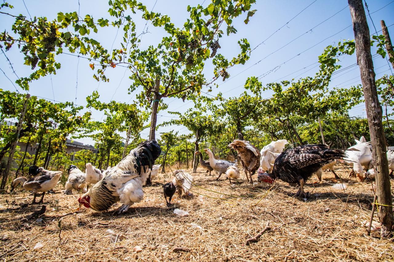 Il Gallo Con Gli Stivali Термоли Экстерьер фото