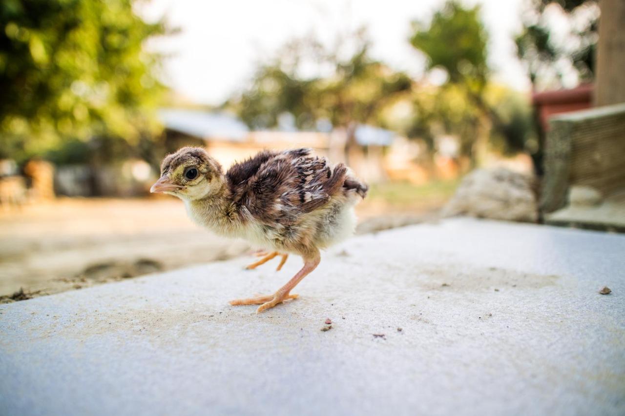 Il Gallo Con Gli Stivali Термоли Экстерьер фото