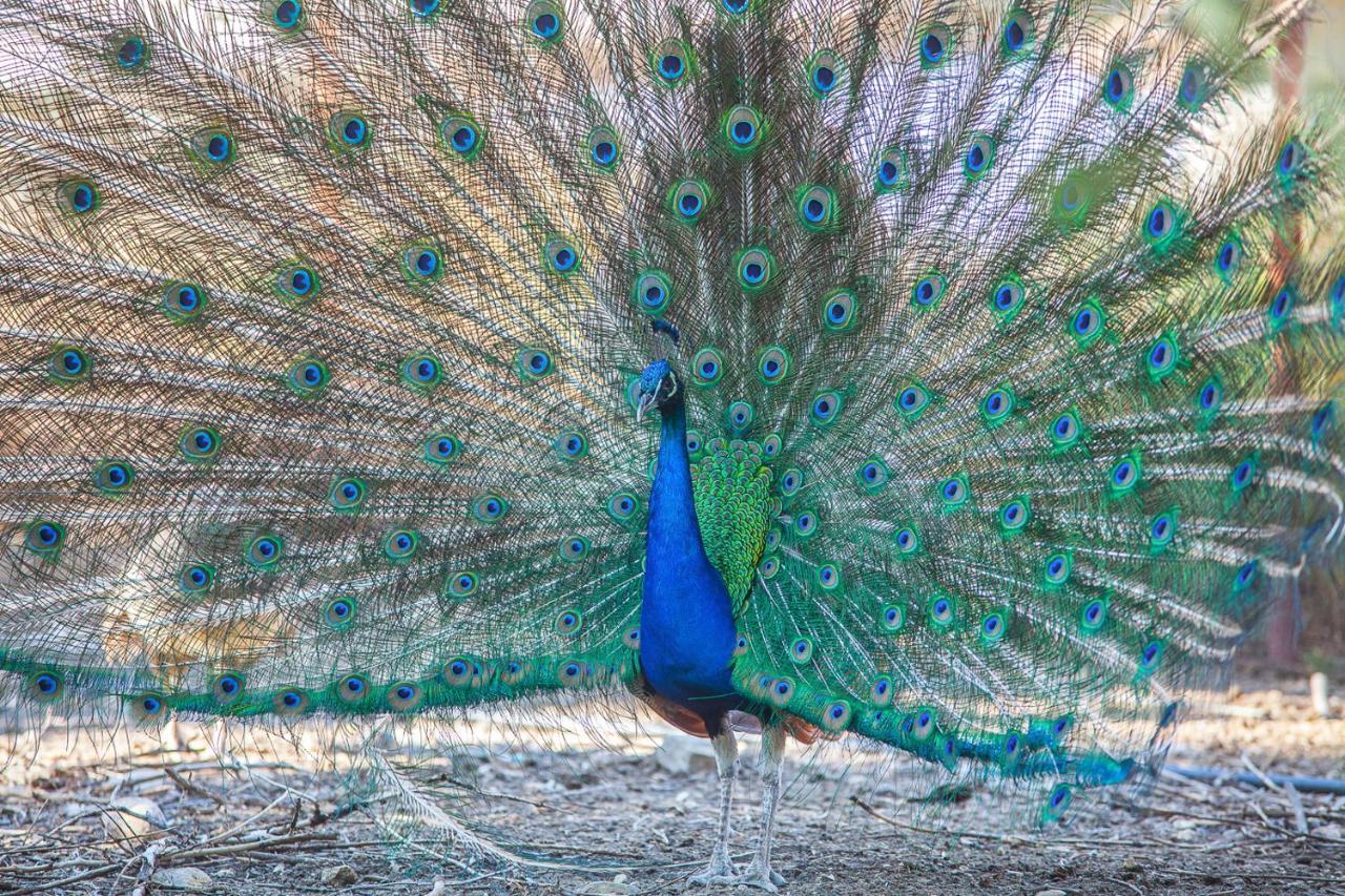 Il Gallo Con Gli Stivali Термоли Экстерьер фото