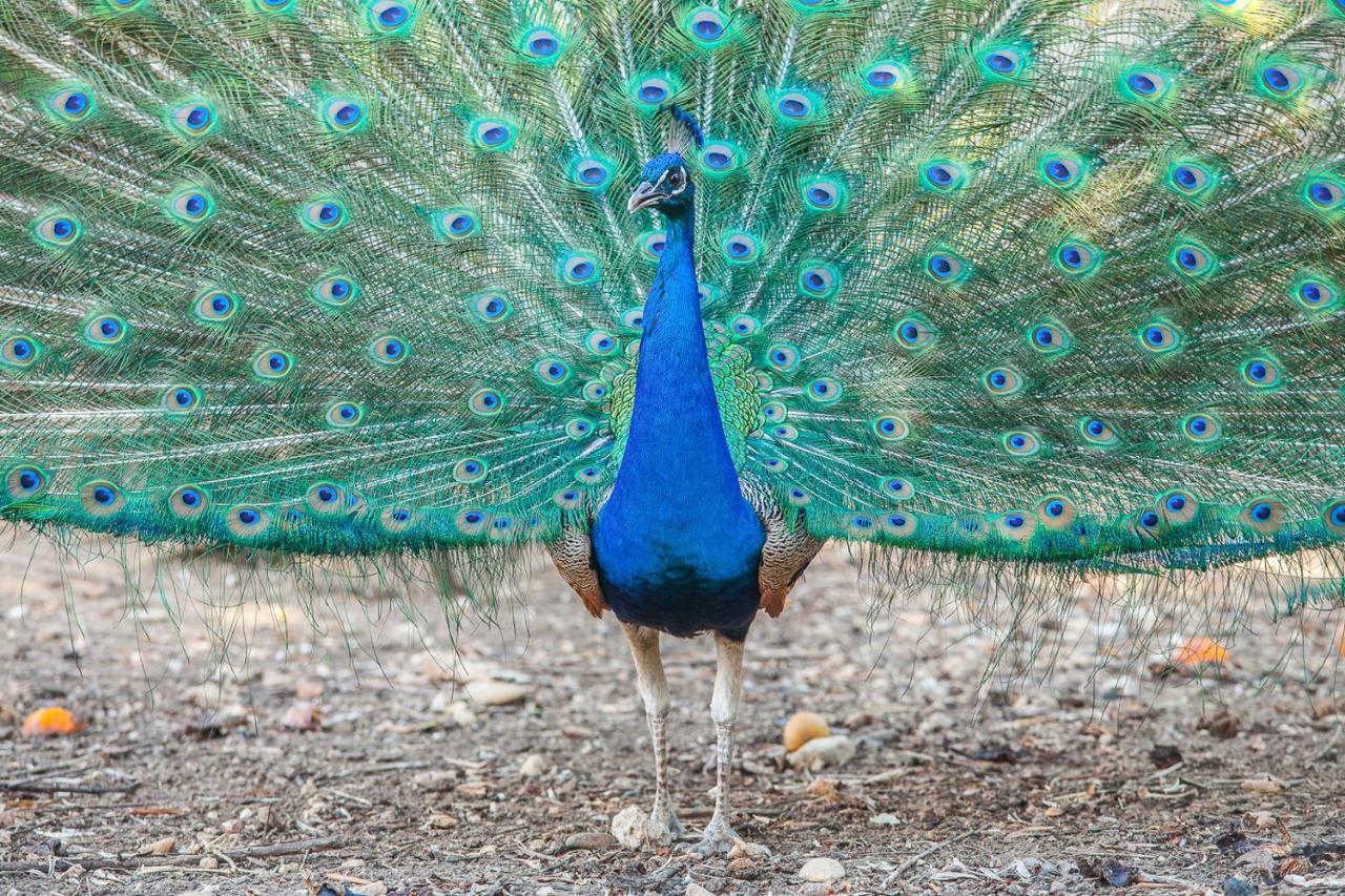 Il Gallo Con Gli Stivali Термоли Экстерьер фото