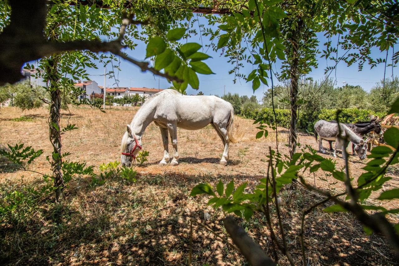 Il Gallo Con Gli Stivali Термоли Экстерьер фото