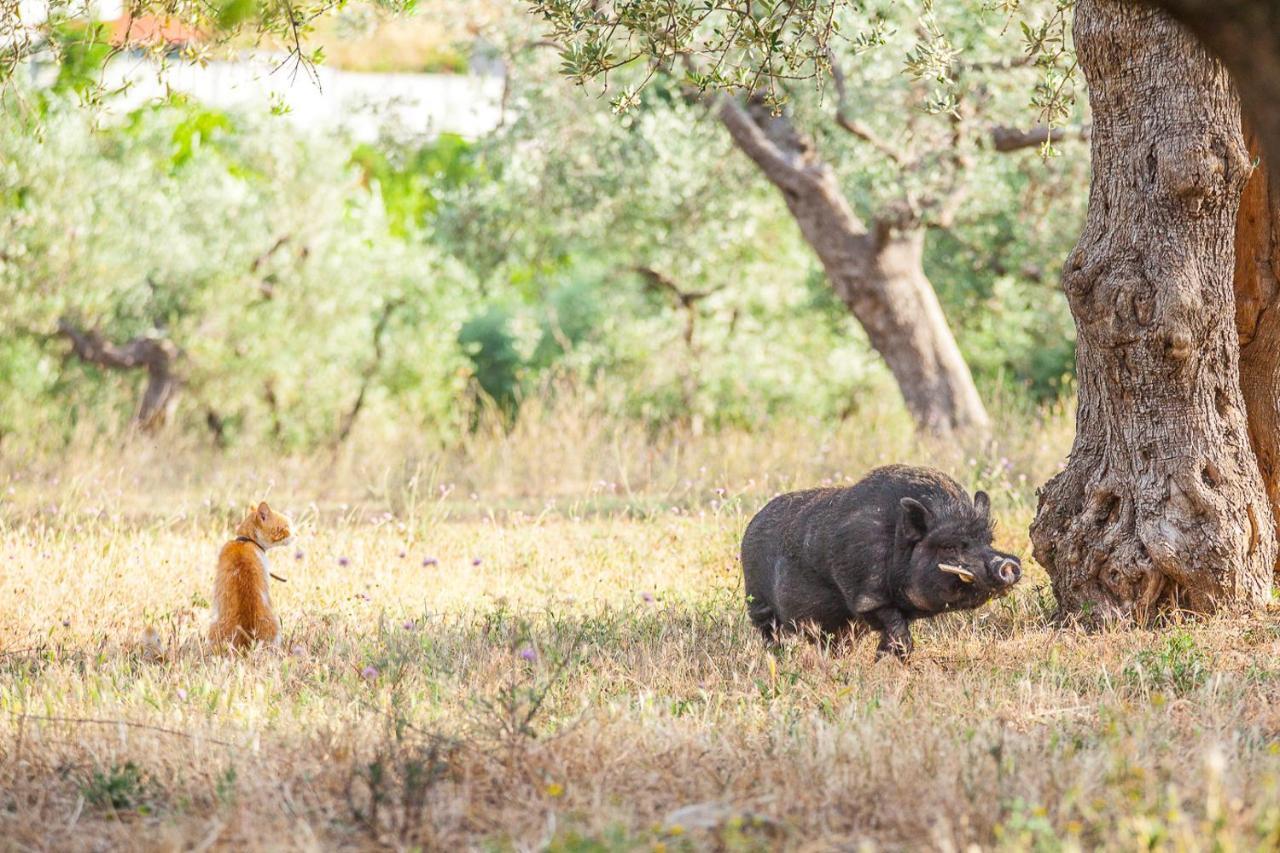 Il Gallo Con Gli Stivali Термоли Экстерьер фото